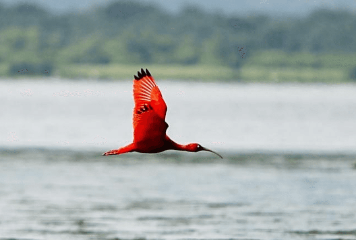 Guará